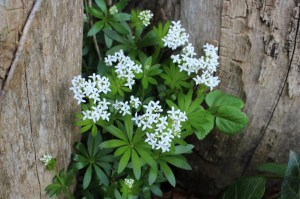 galium odoratum (2) (1200 x 799)